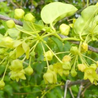 Vincetoxicum indicum (Burm.f.) Mabb.